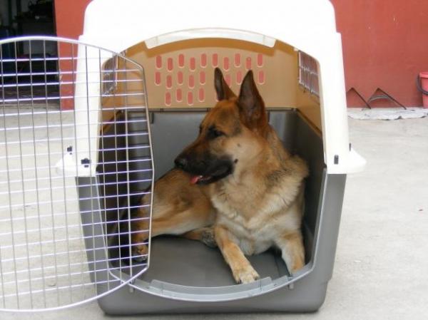 Los beneficios de los transportines para perros - Animalear