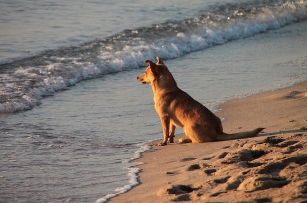 Perros y playas - Animalear