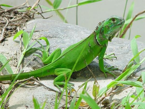 Cuidados de la iguana - Animalear