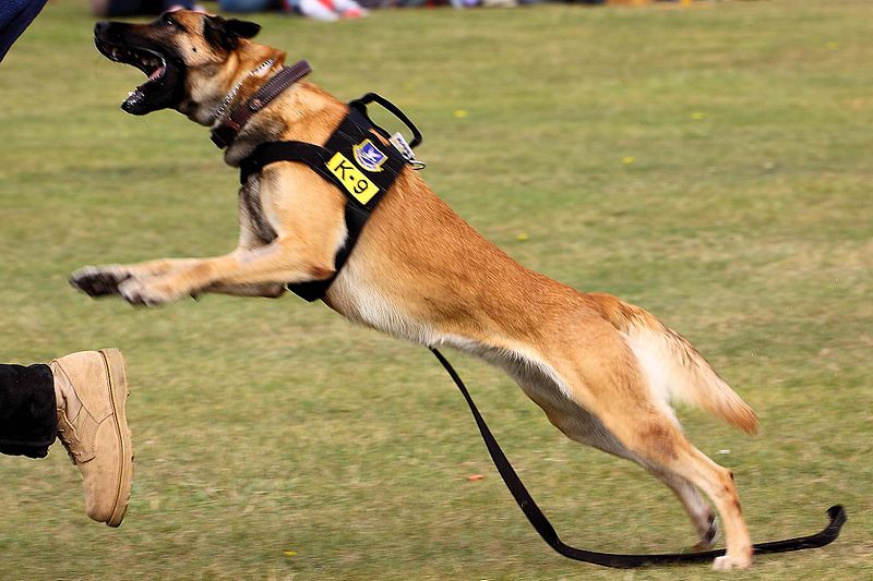 concepto sensor Novelista Conoce el entrenamiento de los perros K9 o perros policía - Animalear.com