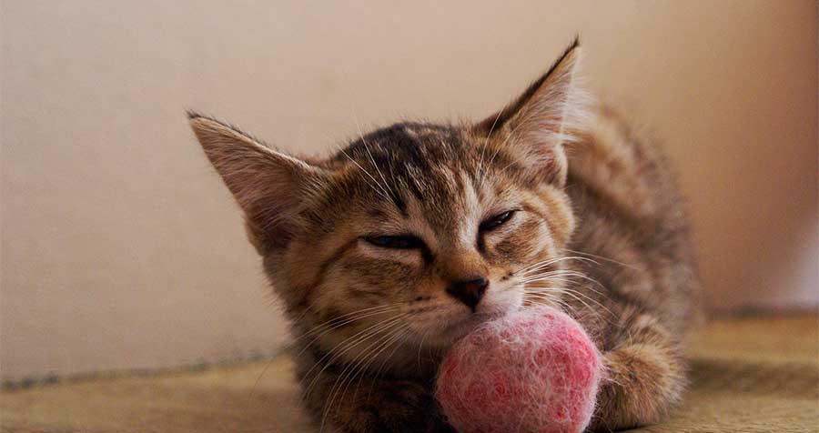 Autenticación letra tempo Catnip y otras soluciones para la depresión en gatos | Animalear
