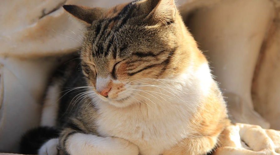 cavidad Elevado Escoger Cómo cuidar a una gata embarazada | Animalear
