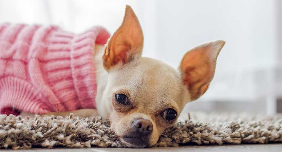 oleada Integrar Escritor Ropa para perros: protección contra el frío | Animalear