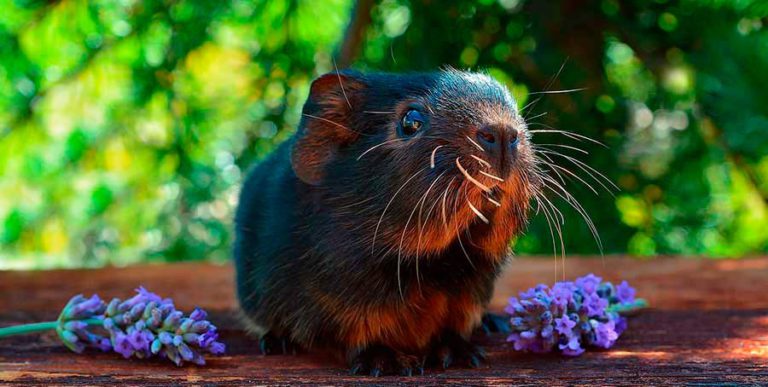 Cuidado de cobayas qué tener en cuenta Animalear