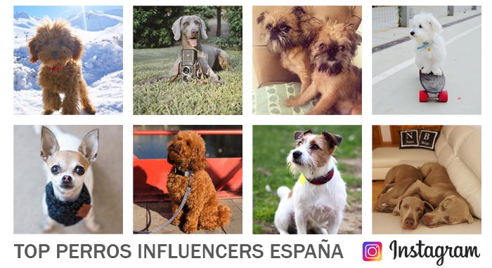 top-10-perros-influencers-españa-en-instagram
