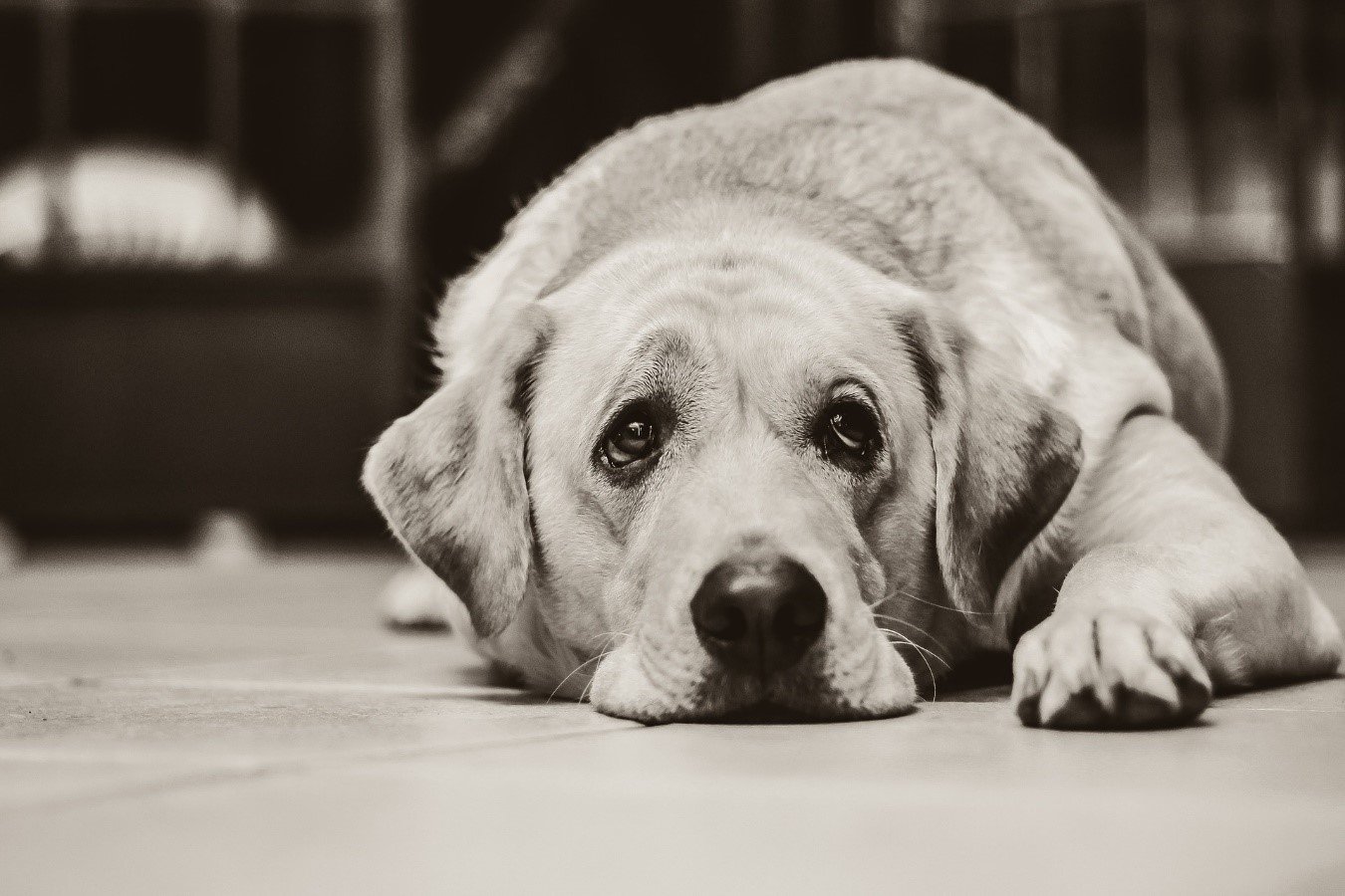 Por qué perro llora? Animalear.com