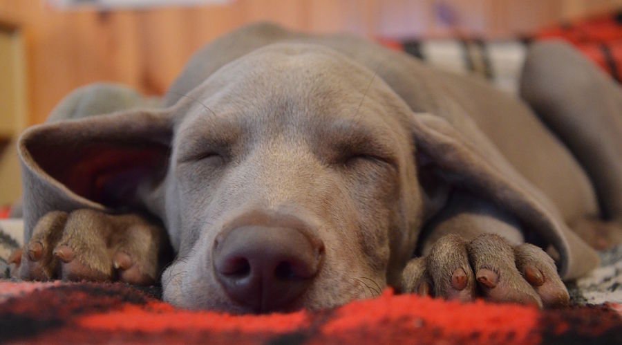 Cómo elegir la mejor cama para perros | Animalear