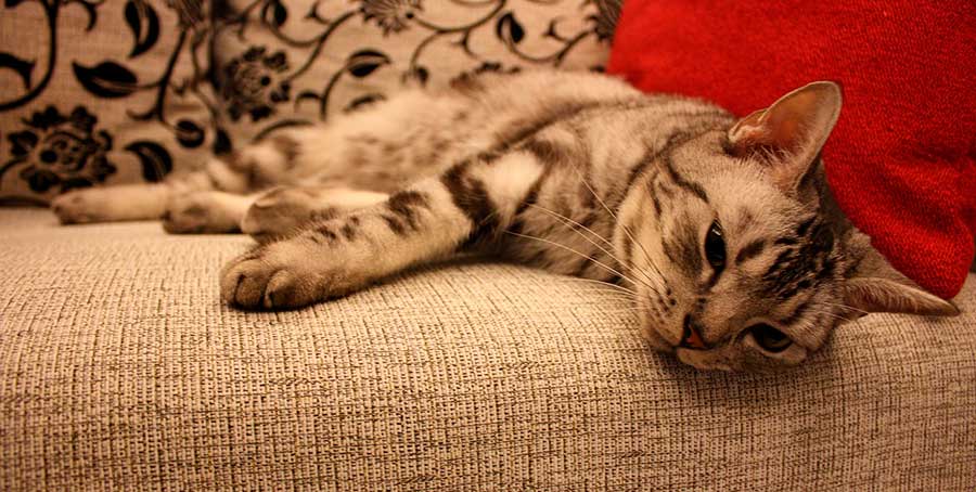 evitar que tu gato rasque el sofa