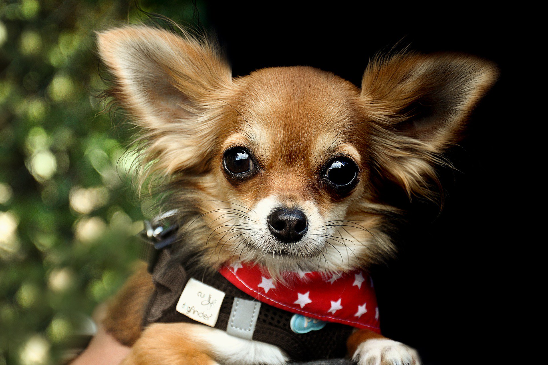 are-chihuahuas-a-good-dog-breed-for-home-protection