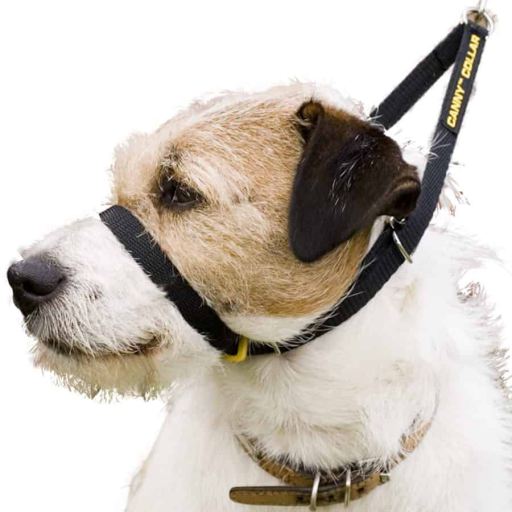 Canny Collar para perros Negro Canny Collar para perros Negro