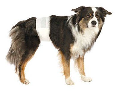 Pañales para perros machos S-M Trixie