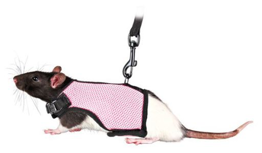 Arnés y Correa para Ratas Arnés y Correa para Ratas