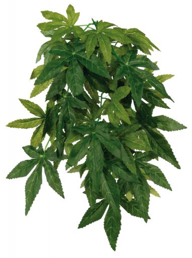 Planta Colgante Albutilon Planta Colgante Albutilon