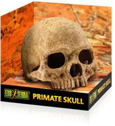 Primate Skull Primate Skull