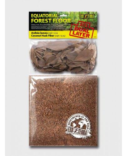 Equatorial Forest Floor Equatorial Forest Floor
