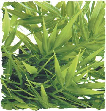 Planta de Plastico Madagascar Bamboo Grande Planta de Plastico Madagascar Bamboo Grande