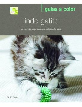 Lindo Gatito Lindo Gatito