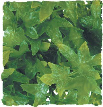 Planta de Plastico Congo Ivy Grande Med Planta de Plastico Congo Ivy Grande Med