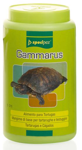 Gamarus Gamarus